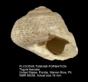 PLIOCENE-TAMIAMI FORMATION Tegula fasciata